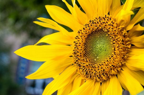 自然 植物 太陽 分野 写真