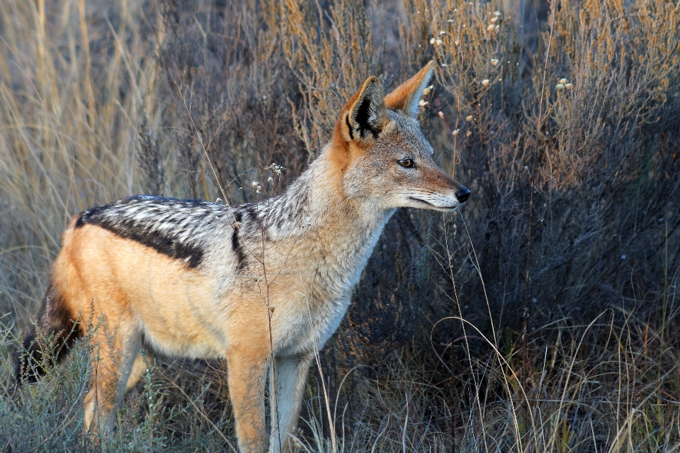 Natureza animais selvagens selvagem feriado