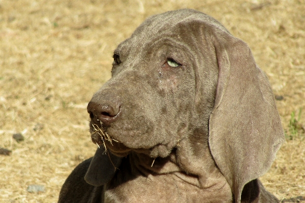 子犬 犬 動物 かわいい 写真