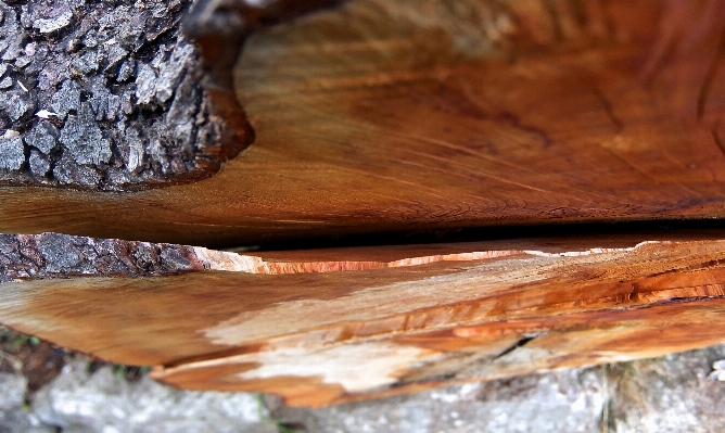 Table tree nature branch Photo