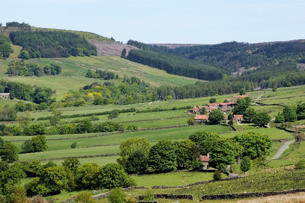 Foto Paisagem árvore natureza grama