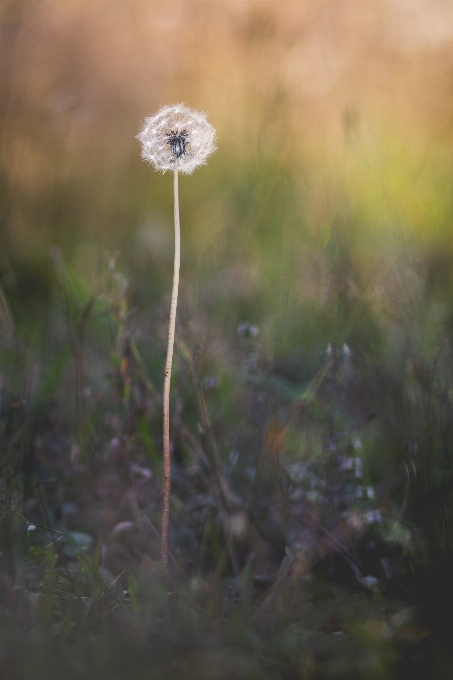 Nature grass blossom plant