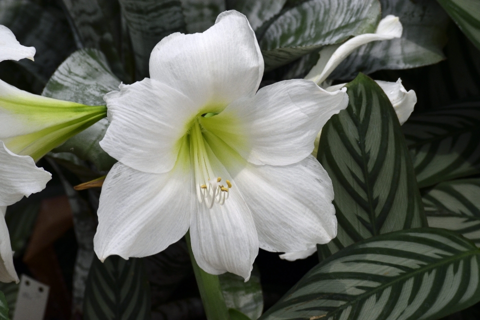 Natur blüte anlage blume