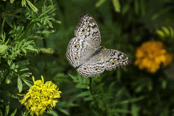 Foto Natureza flor inseto botânica
