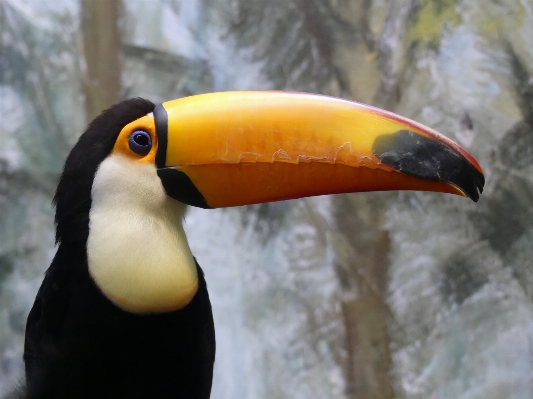 Foto Alam burung satwa kebun binatang