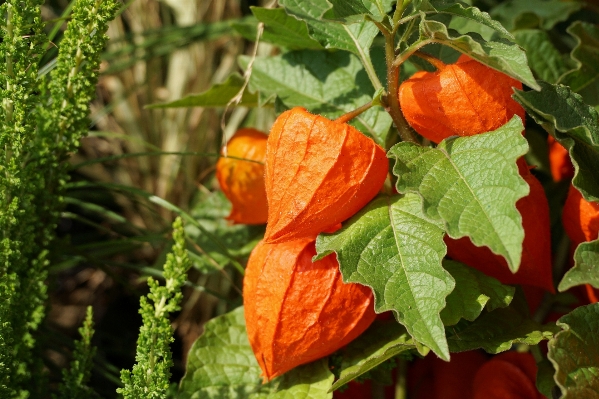 Nature plant fruit leaf Photo