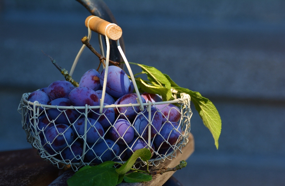 Branch plant fruit leaf