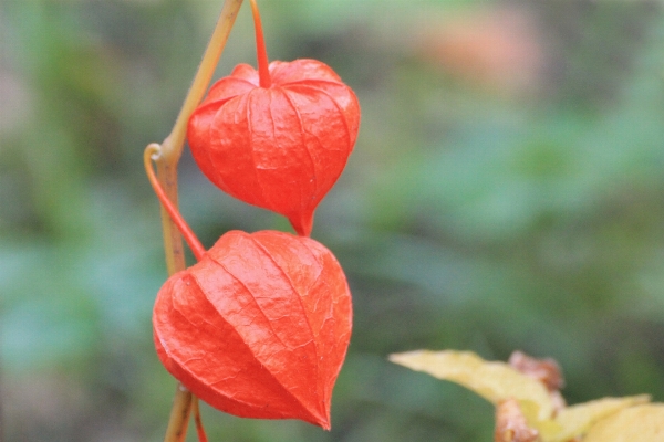 Plant leaf flower petal Photo