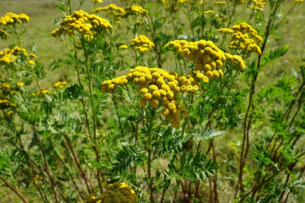 Foto Naturaleza planta campo prado
