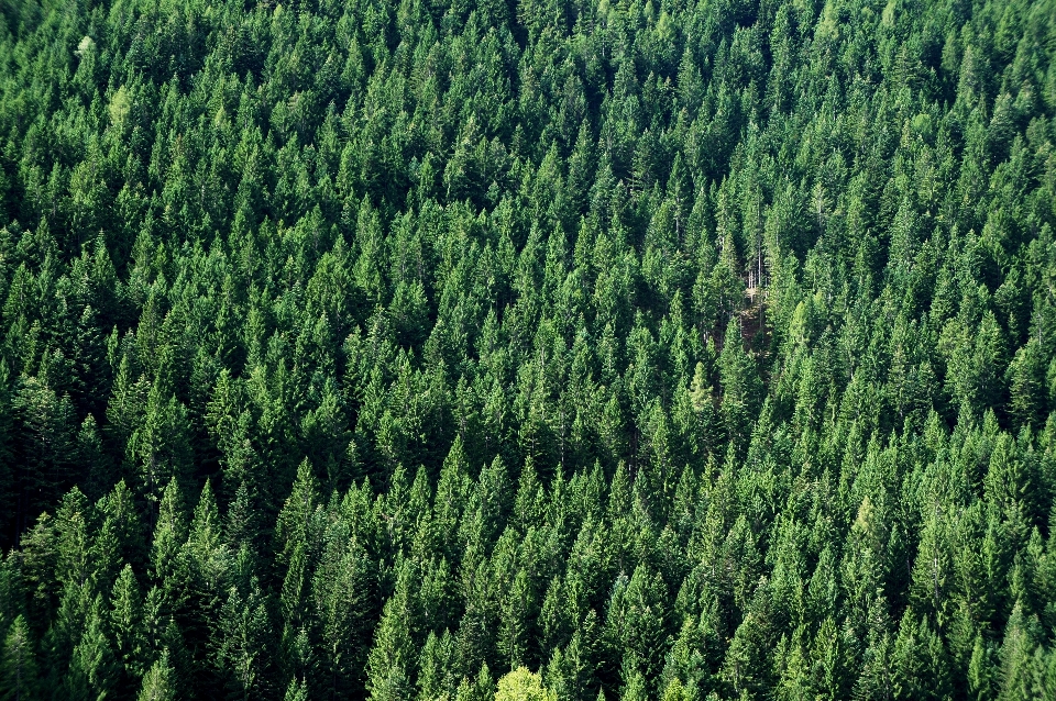 Paysage arbre nature forêt