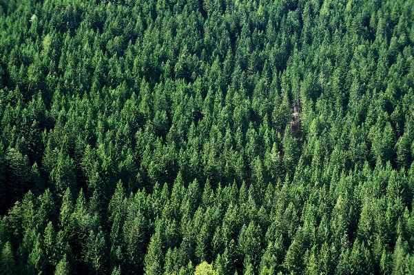 Zdjęcie Krajobraz drzewo natura las