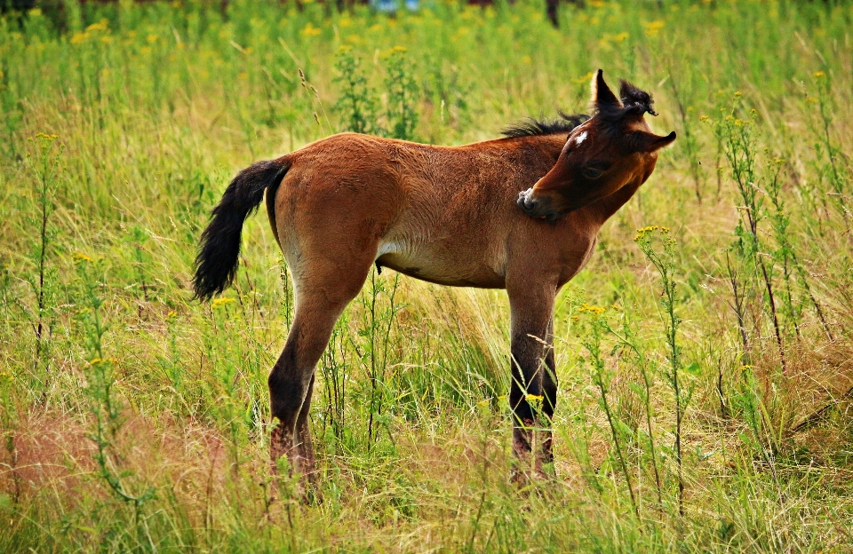 Grass meadow prairie wildlife