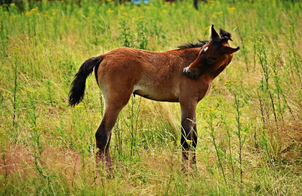 Grass meadow prairie wildlife Photo