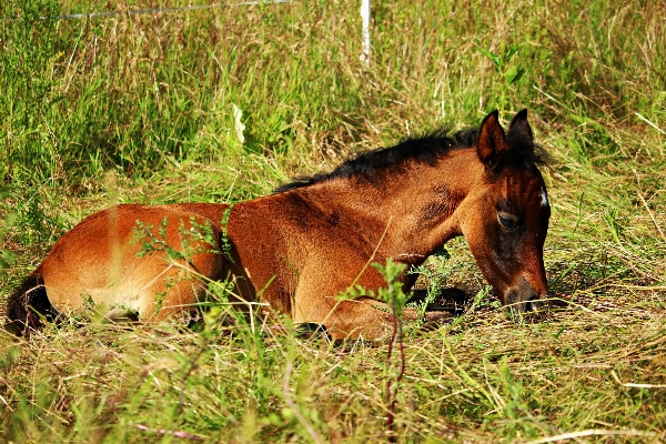 Grass meadow prairie wildlife Photo