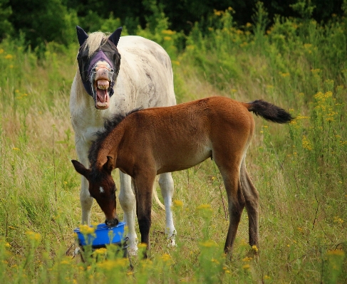 Grass meadow prairie wildlife Photo