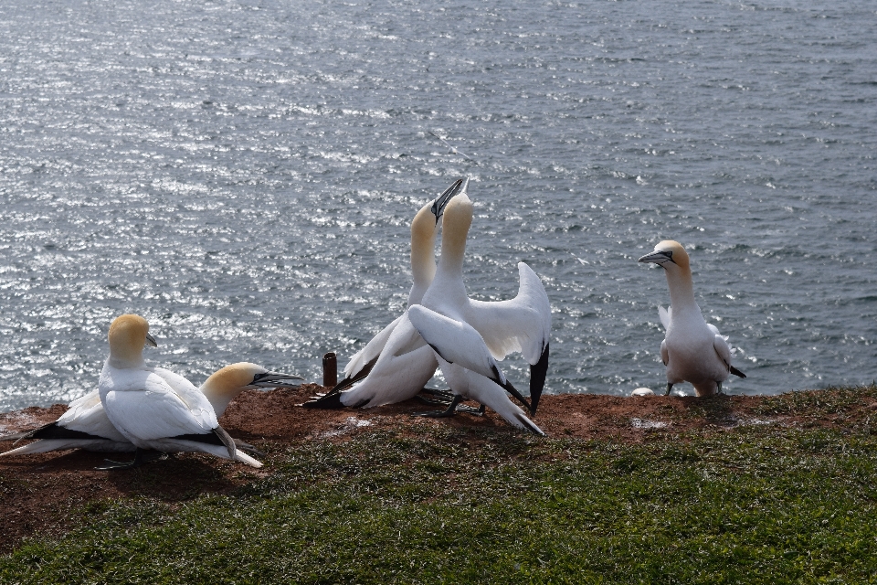 Mer oiseau pélican de mer
