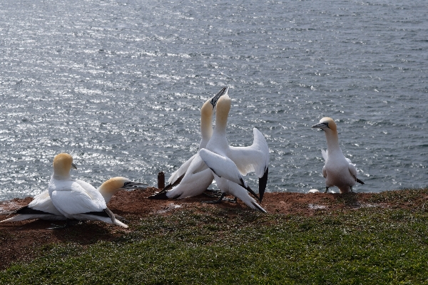 Foto Laut burung pelikan laut
