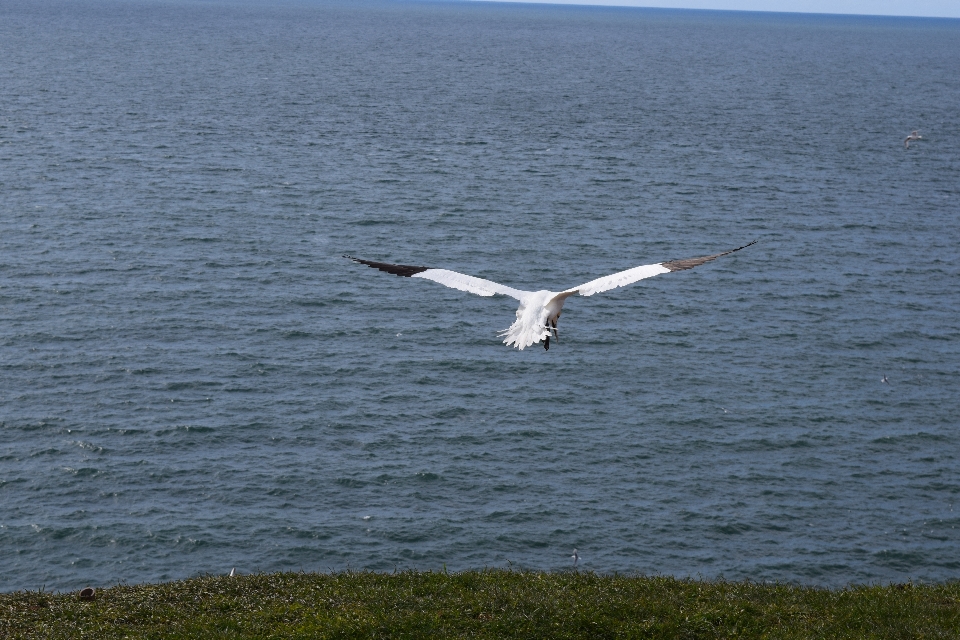 Meer küste ozean vogel