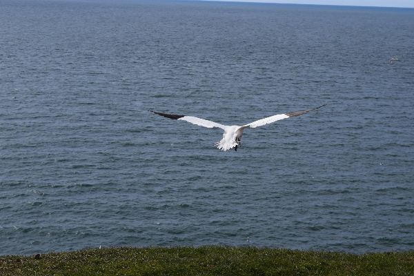 Foto Laut pesisir burung sayap