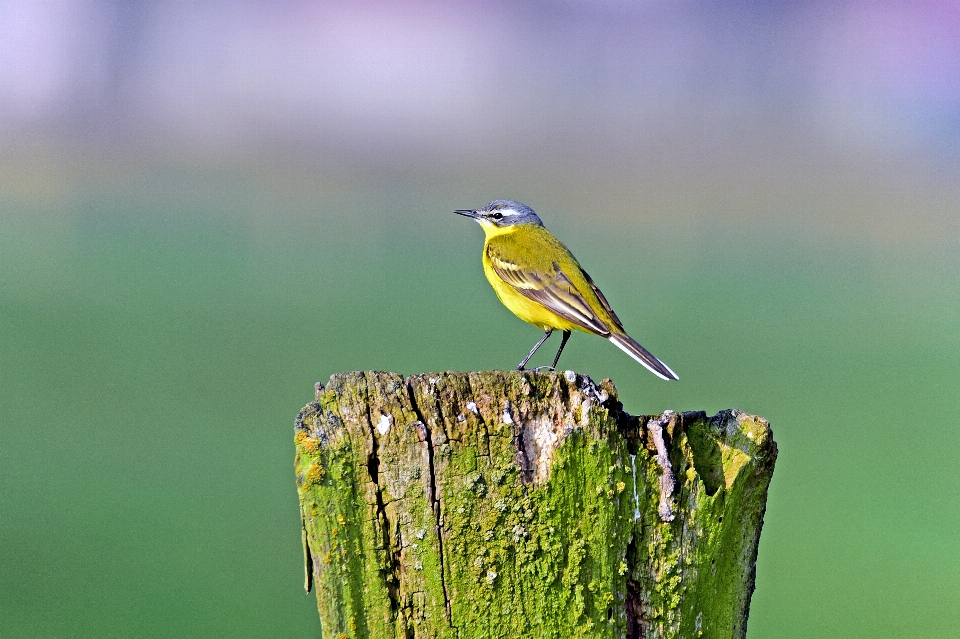 Nature bifurquer oiseau aile