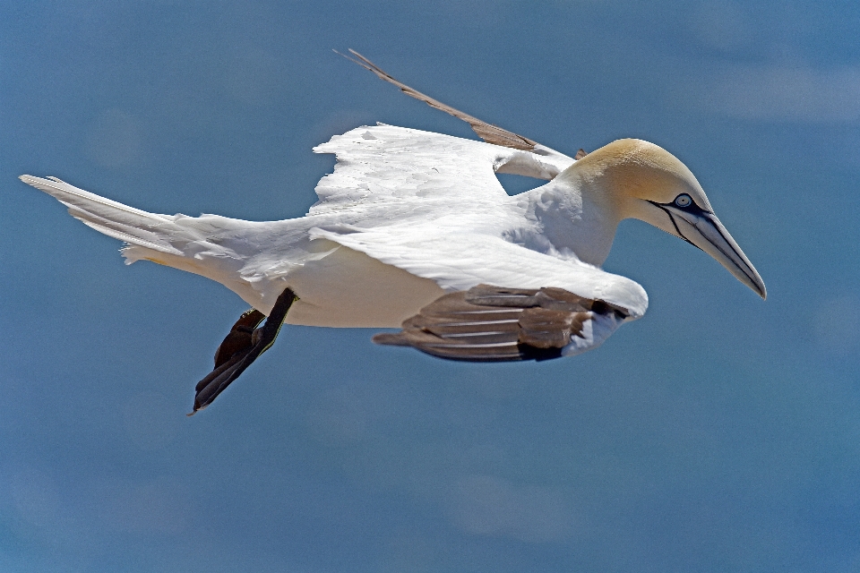 Vogel flügel seevogel
 schnabel