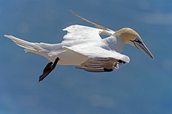 鳥 羽 海鳥
 嘴 写真