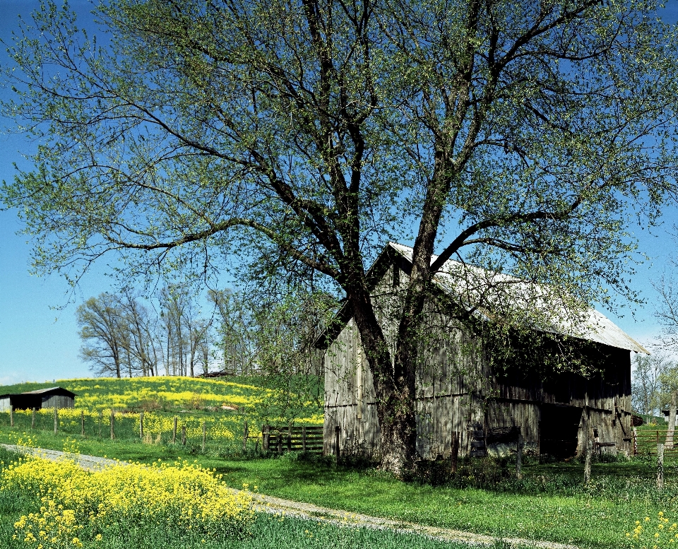 Landschaft baum natur anlage