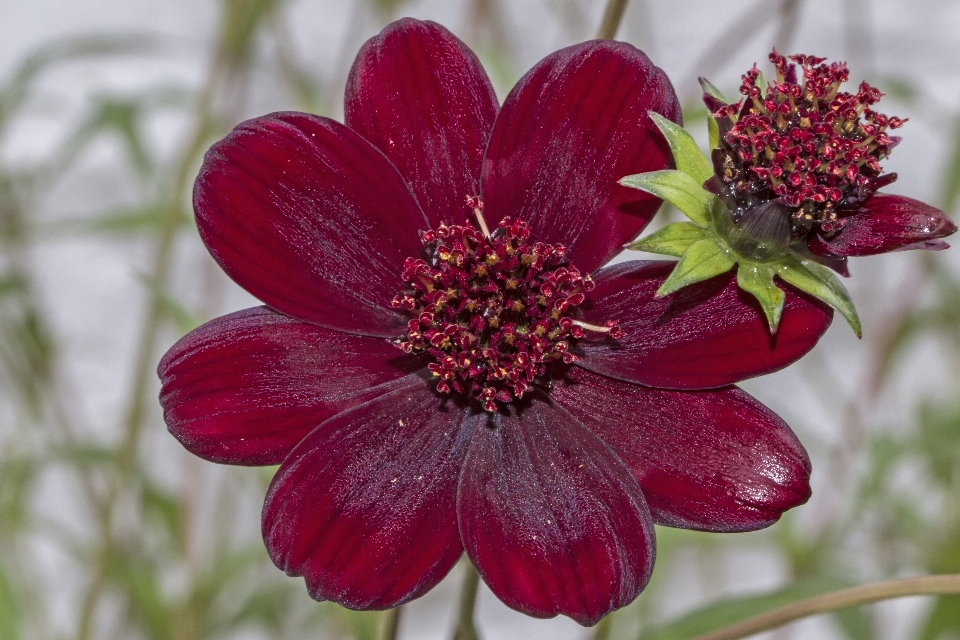 Blüte anlage blume blütenblatt