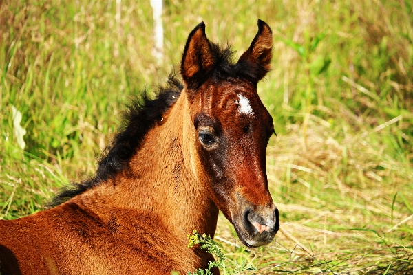 Grass meadow prairie wildlife Photo