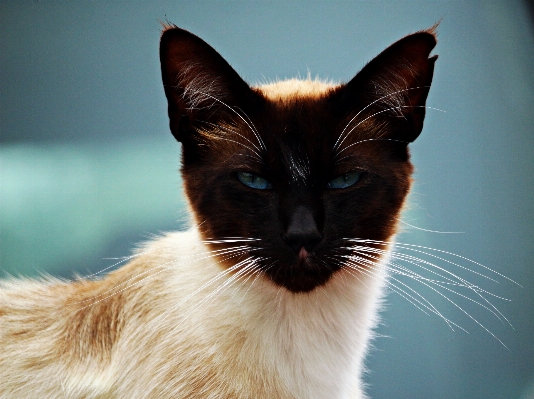 Foto Anak kucing mamalia merapatkan
