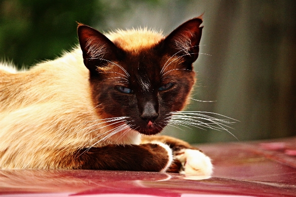 Foto Gattino gatto mammifero auto