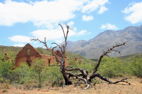 Landscape tree wilderness mountain Photo