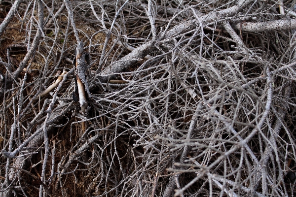 Tree nature grass branch Photo