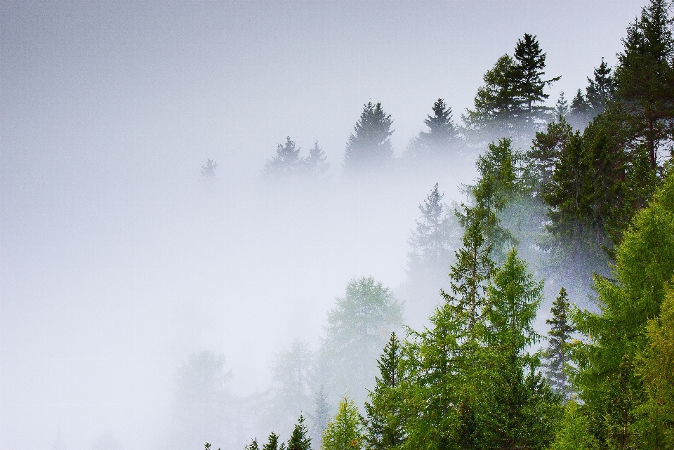 Drzewo natura las góra