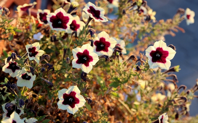 Nature blossom plant white Photo