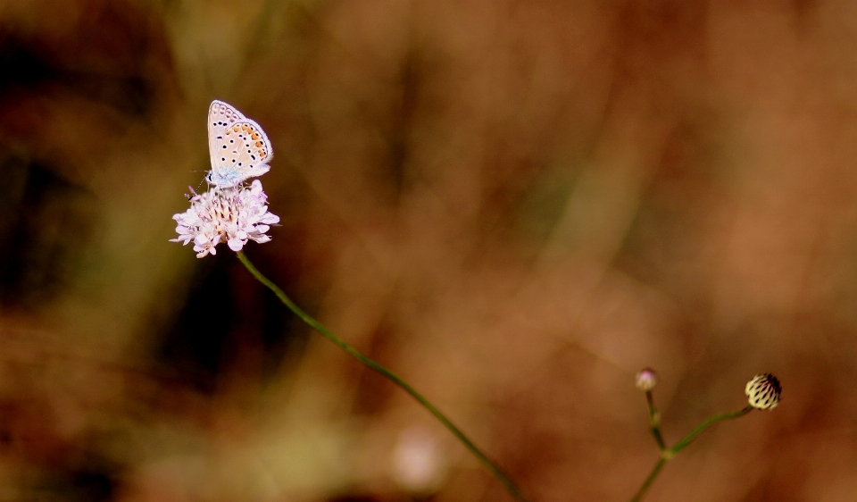 Natura ramo fiore pianta