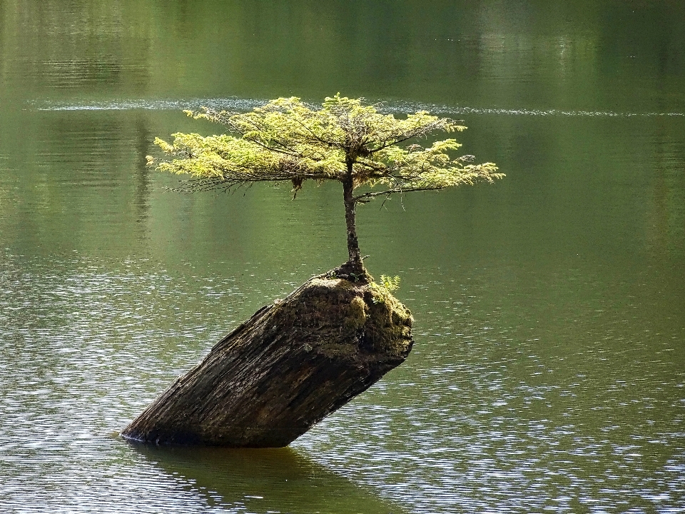 Sea tree water nature