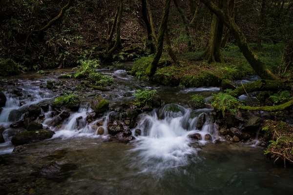 Water nature forest waterfall Photo