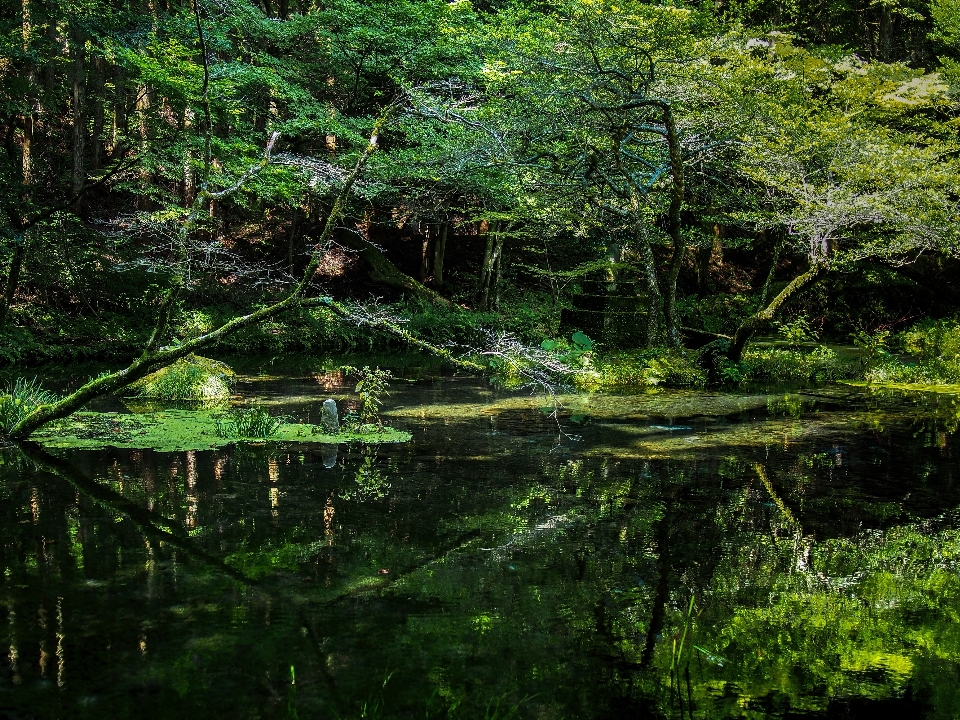 Tree water nature forest