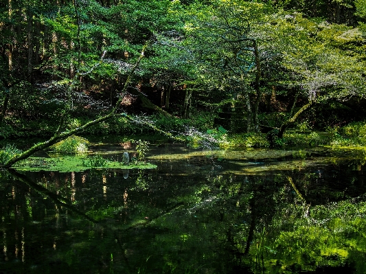 Tree water nature forest Photo