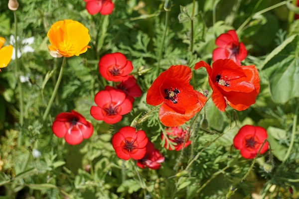 Nature plant field meadow Photo