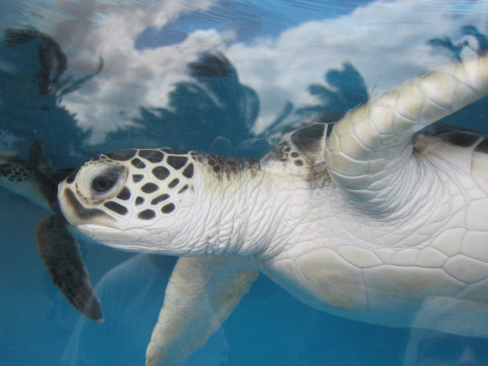 Natur unter wasser biologie schildkröte