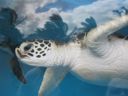 Nature underwater biology turtle Photo