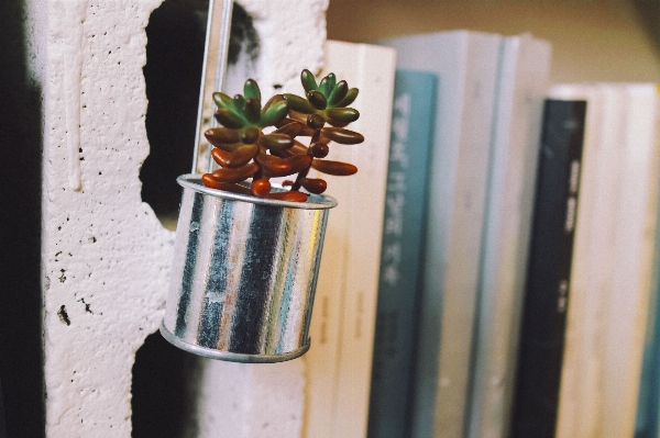 Book cactus wood lighting Photo