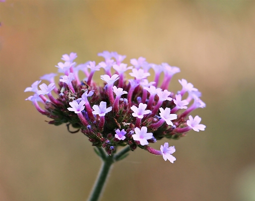 Nature branch blossom plant Photo