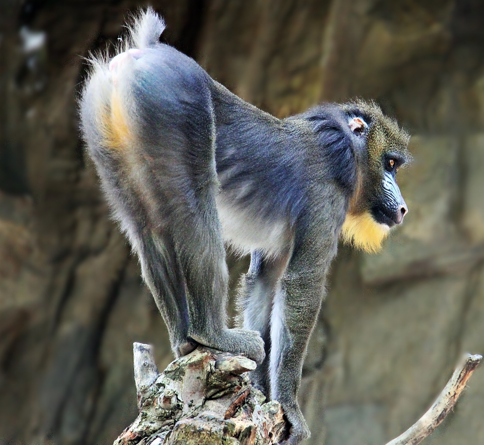 Alone wildlife zoo mammal