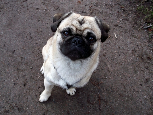 Foto Cane carino mammifero carlino