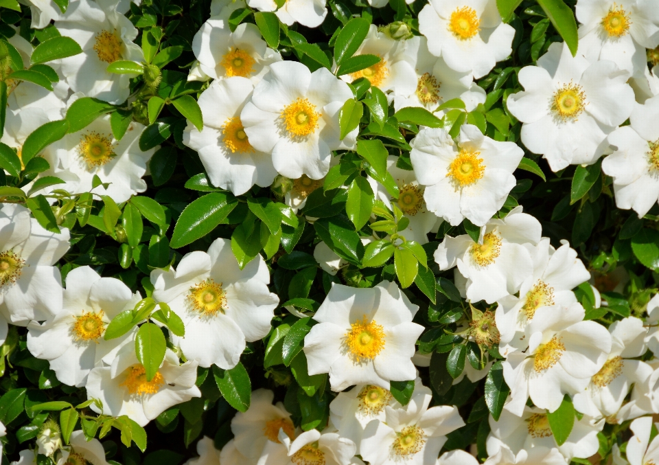 Nature blossom plant white