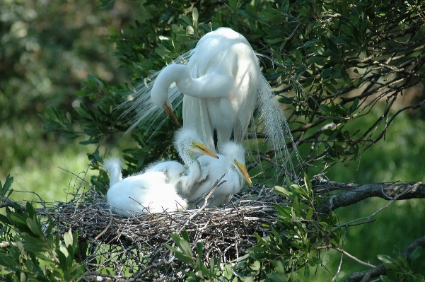 Tree nature bird white Photo