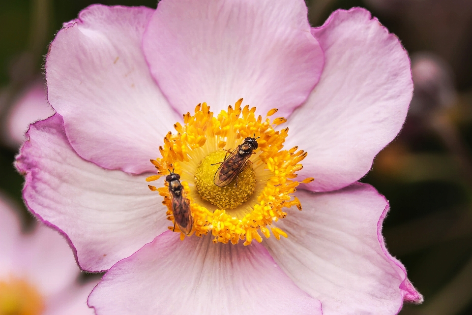 Nature fleurir usine la photographie